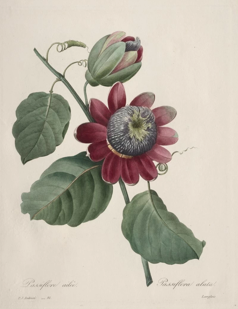 Passiflore ailee - Cleveland Museum of Art.jpg